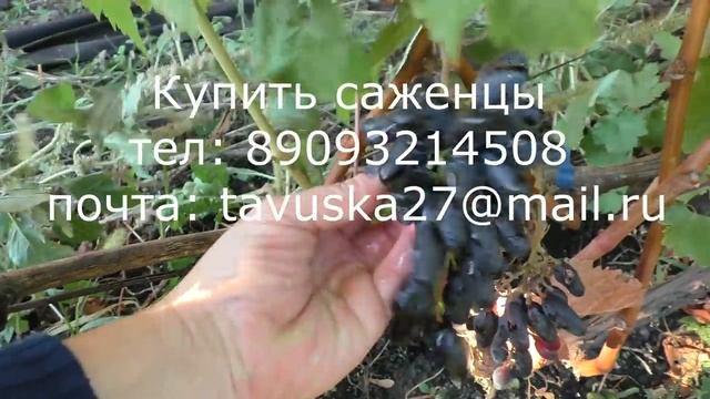 виноград Одесский Сувенир, удивительный сорт винограда! смотреть онлайн