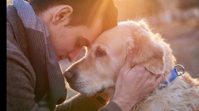 Привязанность человека и собаки смотреть онлайн