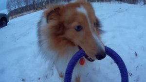 Новогодние каникулы с шелти Локи 2019 - 2020