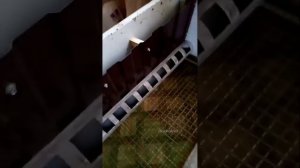 Самый удобный и бюджетный брудэр для бройлеров и любой птици с бункерной кормушкой.