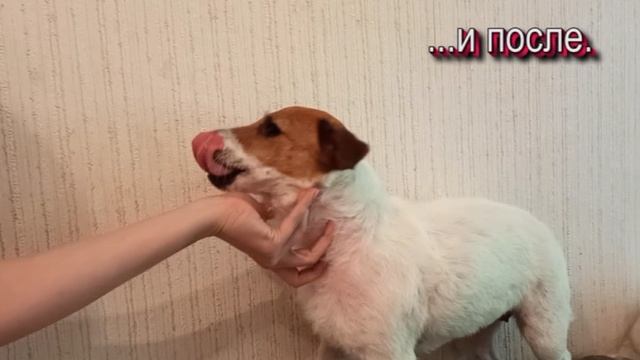 Джек рассел терьер (парсон). До и после тримминга. /27 мая 2021/ стрижка собак.