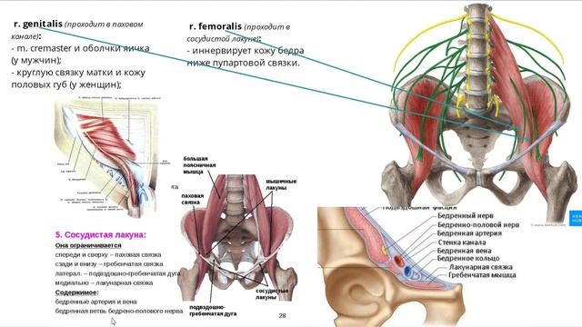 Поясничное сплетение (Plexus Lumbalis)