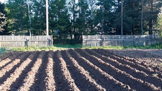 нарезка гребней самодельным минитрактором .