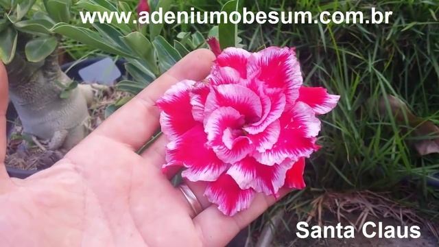 Muda de Rosa do Deserto - Adenium Obesum - SANTA CLAUS смотреть онлайн