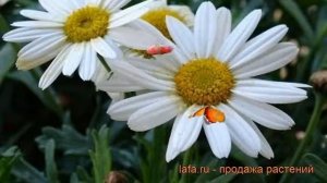 Нивяник наибольший Сноукэп ? обзор: как сажать, рассада нивяника Сноукэп