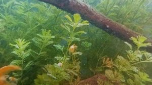 Золотые рыбки,мальки (кормление?))