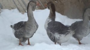 Семья холмогорских серых гусей.