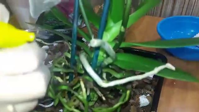 Как и во что я сажаю свои орхидеи смотреть онлайн