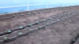 Вирусные болезни томата