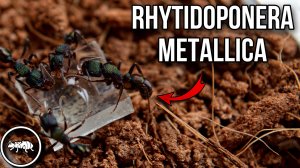 НОВЫЕ МУРАВЬИ В КОЛЛЕКЦИИ // ПЕРЕСЕЛЕНИЕ В ФОРМИКАРИЙ // AntKeeper