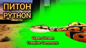 Питон Green Screen футаж. Хромакей анимация змеи на зелёном фоне.