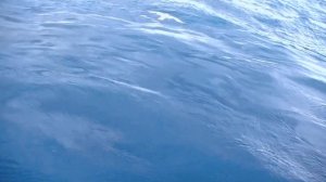 ФУТАЖ ДЛЯ ВИДЕОМОНТАЖА ЧАЙКИ МОРЕ ⛵⛵⛵