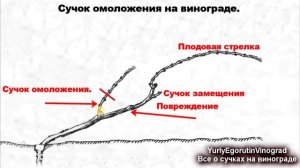 ?. Этот волшебный сучок повышает урожайность и омолаживает виноград Часть №2. Школа виноградаря.