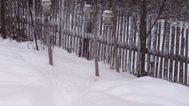 Снег идет,а снег идет....Птицы -синицы атакуют смотреть онлайн