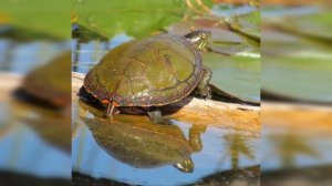 Видео-презентация: «Черепаший день рожденья» ко всемирному дню черепах