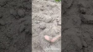 Как сажать батат, чтобы урожай батата радовал? С любовью и под пленку!