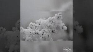 СИНИЙ ИНЕЙ !!! BONY-M