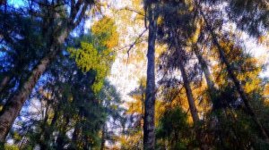 АДЫГЕЯ. КАМЕНОМОСТСКИЙ. ДАХОВСКАЯ. МЕЗМАЙ. ГУЗЕРИПЛЬ. #адыгея #каменомостский #даховская.mp4