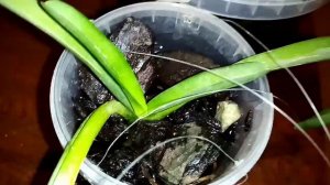 мои ванды,как я  ухаживаю за* вандами. полив и удобрения 💐💐🌹и что с моей новой вандой присходит?🤔.