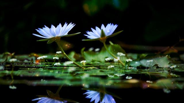 .Цветы нам дарят настроение... смотреть онлайн