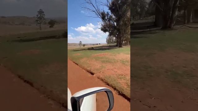 Вот такая дорога на стенд в Африке! #стендоваястрельба #охота2023 #duck_hunting смотреть онлайн