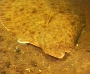 АККОМОДАЦИЯ у животных