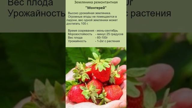 Ремонтантная клубника. 6 проверенных сорта.