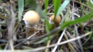 Ложные подосиновики (Тихая охота)