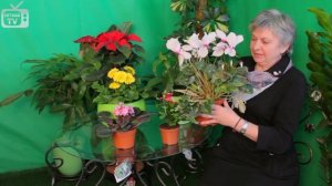 Комнатное цветоводство ❀ Растения короткого и длинного светового дня