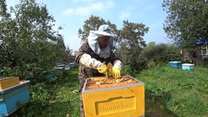 КАК ОТРАБОТАЛИ ПЧЁЛЫ В УЛЬЯХ BIENENHAUS НА МЕДОСБОРЕ, ТЕСТИРУЮ УЛЬИ ППУ