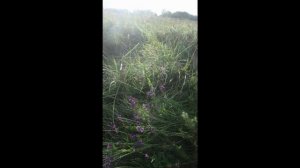 Люцерна посевная