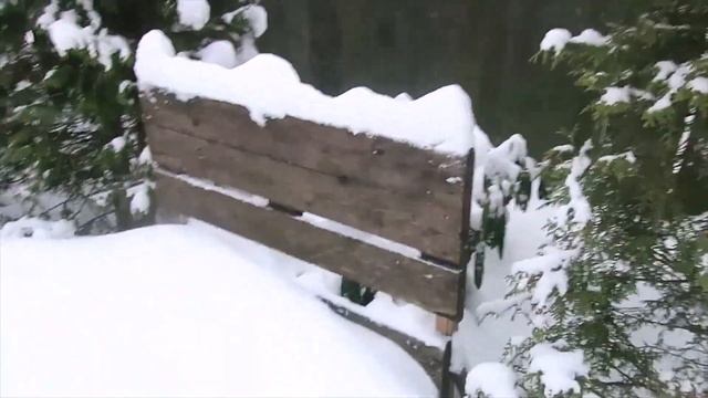 РОДОДЕНДРОНЫ ЗИМОЙ- 2023 год 2-я ЧАСТЬ смотреть онлайн