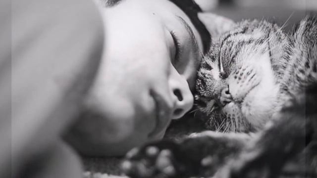 дворовый кот( очень очень грустная песня) смотреть онлайн