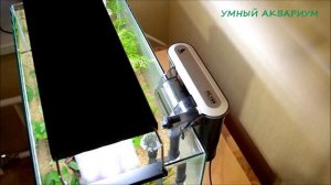 Вьетнамка в аквариуме. Выпуск 1.