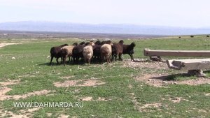 Элитные гиссарские овцы Таджикистана, Племзавод Гиссар , Фархор