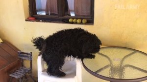 Bear With Me Fails of the Week (January 2021)