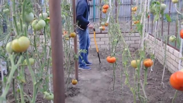 Культиватор Торнадика Торнадо Мини