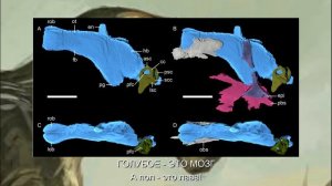 ГОРГОНОПСЫ — первые саблезубые хищники [ТИХИЙ ПОДКАСТ]