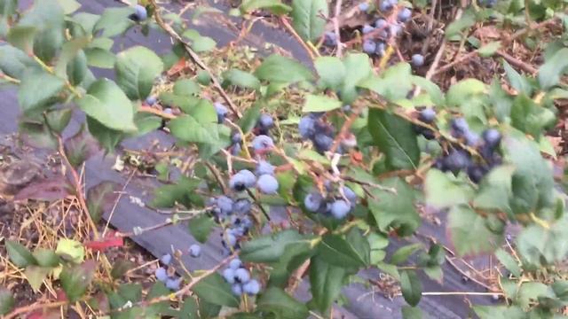 ЖИЗНЬ в ГЛУХОЙ ДЕРЕВНЕ. БЕЛАРУСЬ Голубика цветочные и ростовые почки ,развитие куста
