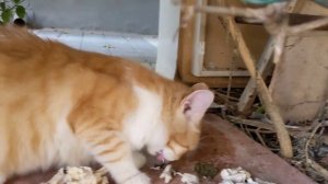 Рыжая кошка кушает мясо в кустах ? Милые животные ? Red cat eating meat in bush ? Cute pets ? Memes