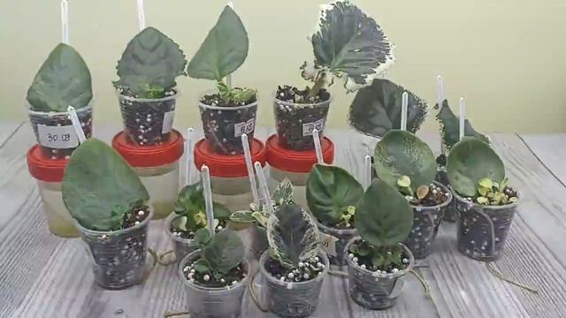 Самое быстрое размножение деток фиалок смотреть онлайн