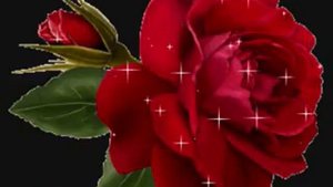 LA ROSA ROSSA