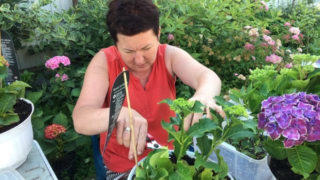 Черенкую коллекционные сорта гортензии. 01.08 смотреть онлайн