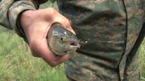 Нимфы Блескучий медведь, Ручейник в домике от Черной речки