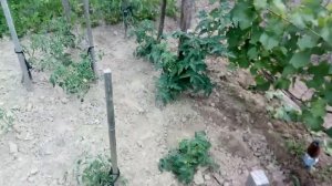 Сорт винограда Черный доктор, Амурский и другие.