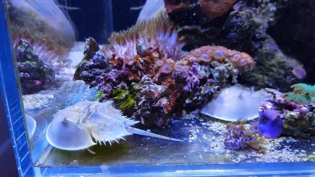 Karmienie Limulus polyphemus skrzypłocz skrzypłoczy w Reefguard