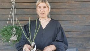 Розы из питомника розовая клумба. Посадка розы без заморочек.