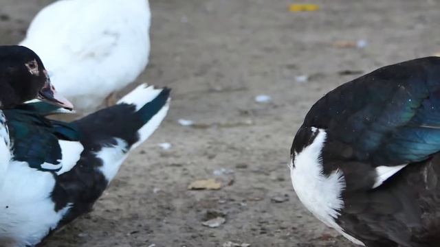 Panasonic GX80 + Hanimex Hitec 28-70mm 3.9-4.8 | Recenzja | Test | Best lens | Vlog смотреть онлайн