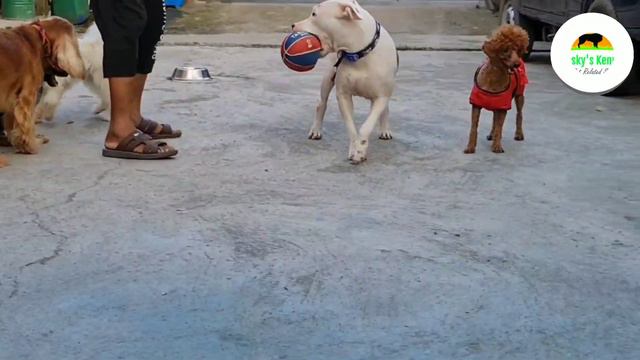 Quiet Afternoons at Boskys | Poodle | Apbt | Apso | Cocker | Chow | Doberman | GSD | Puppies Playin смотреть онлайн