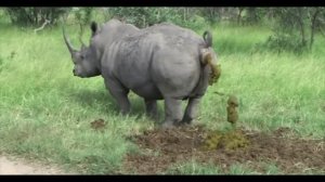 Носорог срёт (какает) под трек польской коровы